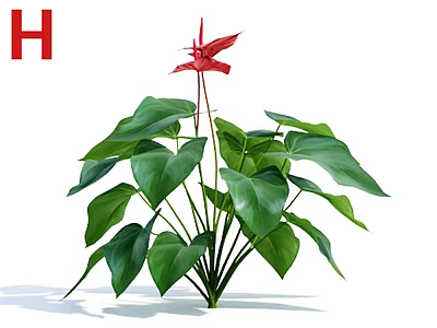 Anthurium Plant with Red Flower and Green Leaves for Indoor Decoration 3d model