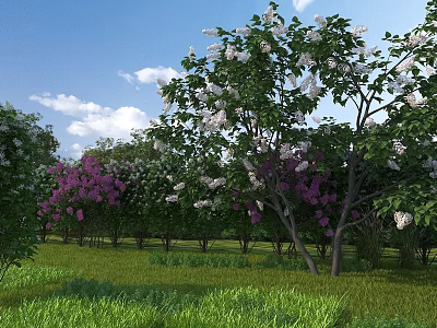 Garden Landscape With Green Grass Flowering Trees White Purple Blooms Blue Sky And White Clouds 3d model