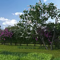 Garden Landscape With Green Grass Flowering Trees White Purple Blooms Blue Sky And White Clouds