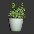 Fresh Green Potted Plant with Lush Leaves in White Ceramic Pot for Indoor Decor