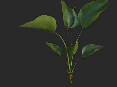 Lush Green Leafy Plant With Large Fresh Leaves In Natural Setting 3d model