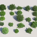 Various Green Shrubs with Lush Foliage and Different Shapes for Garden Landscaping
