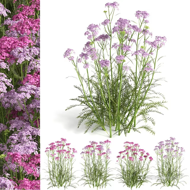Decorative Ornament Set with Purple Pink Flowers and Green Stems for Home Decor 3d model 