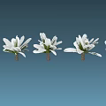 Row Of Flowering Trees With White Blossoms And Green Leaves On Blue Background
