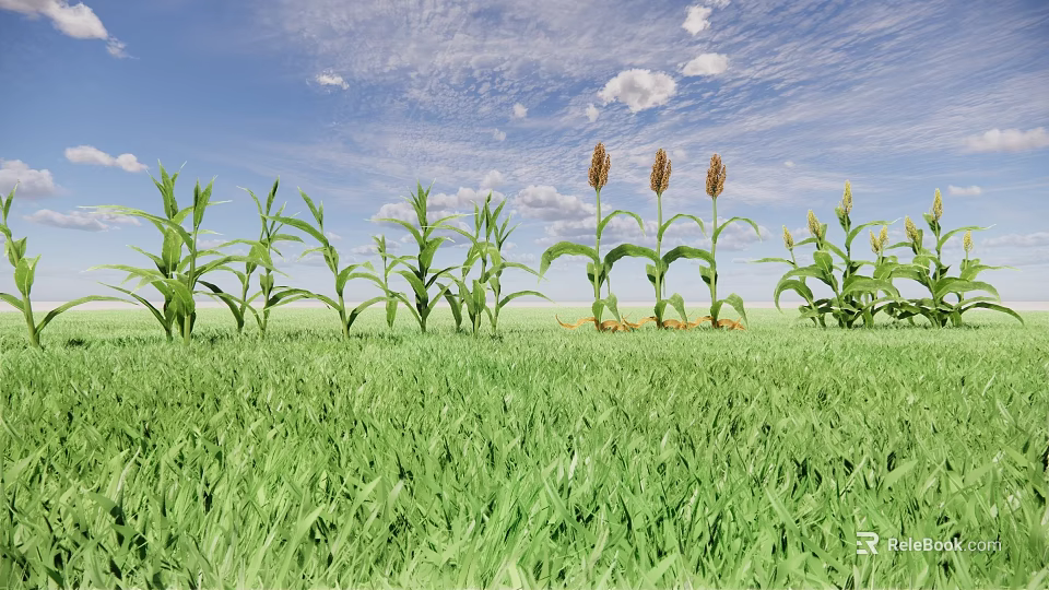 Healthy Corn Plants Growing In Green Grass With Blue Sky And White Clouds 3d model 