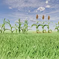 Healthy Corn Plants Growing In Green Grass With Blue Sky And White Clouds