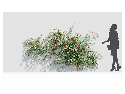 Lush Bush With Red Berries Growing Against White Wall Beside Woman Silhouette 3d model