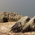 Beach Rock Moss 3d model