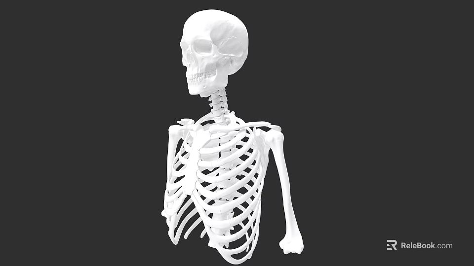 Detailed Anatomical Chest Organs Skeleton Structure in Human Body 3d model 