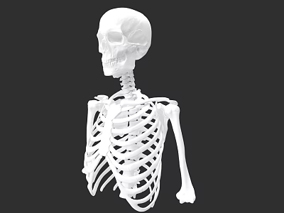 Detailed Anatomical Chest Organs Skeleton Structure in Human Body 3d model