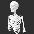 Detailed Anatomical Chest Organs Skeleton Structure in Human Body