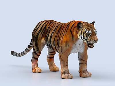 Lifelike Tiger With Orange And Black Striped Fur In Roaring Pose 3d model