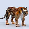 Lifelike Tiger With Orange And Black Striped Fur In Roaring Pose