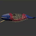 Detailed Whale Skeleton Model with Blue Head Tail Red Decoration and Golden Bones