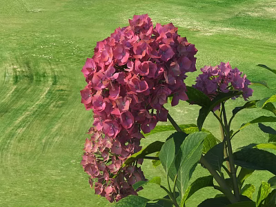 Pink Hydrangea Flowers With Green Leaves Growing In Lush Garden Grass 3d model