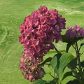 Pink Hydrangea Flowers With Green Leaves Growing In Lush Garden Grass