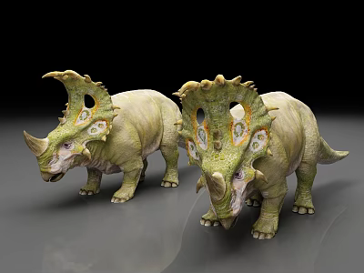 Two Green Triceratops Dinosaur Models With Spiked Frills And Detailed Skin On Gray Reflective Surface 3d model