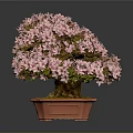 Beautiful Bonsai Plant With Pink Flowers In Brown Square Pot And Green Moss