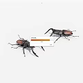 Two Black And Red Stag Beetles With Large Mandibles Isolated On White Background