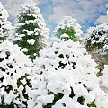 Snow-Covered Trees In Winter Scene With White Snow And Green Foliage Under Sky