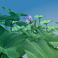 modern lotus 3d model