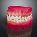 Detailed Anatomical Oral Organ Model Displaying Teeth And Gums Structure For Education