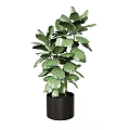 Stylish Potted Plant With Large Green Leaves In Black Ceramic Pot
