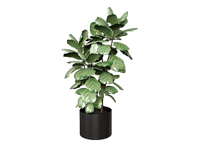 Stylish Potted Plant With Large Green Leaves In Black Ceramic Pot 3d model