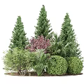 Tall Evergreen Arbor Trees With Purple Foliage And Palm Shrubs In Garden Landscape