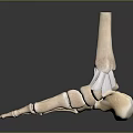 Detailed Human Foot Skeleton Model Medical Device for Anatomy Education