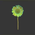 Bright Yellow Sunflower with Brown Center Green Stem and Reflection on Gray Background