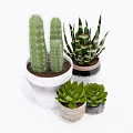 Different Bonsai Potted Plants with Cactus Aloe Vera Succulents in Decorative Ceramic Pots