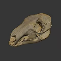 Detailed Animal Skull 3D Model In Science Lab For Anatomical Research