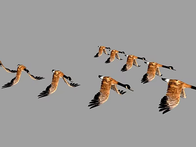 Flock of Brown Feathered Geese Flying in V Formation Across Clear Sky 3d model