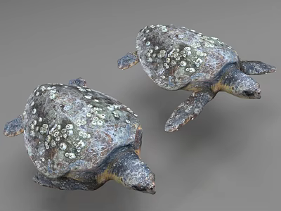Two Reptile Sea Turtles Swimming With Shells Covered In White Spots 3d model