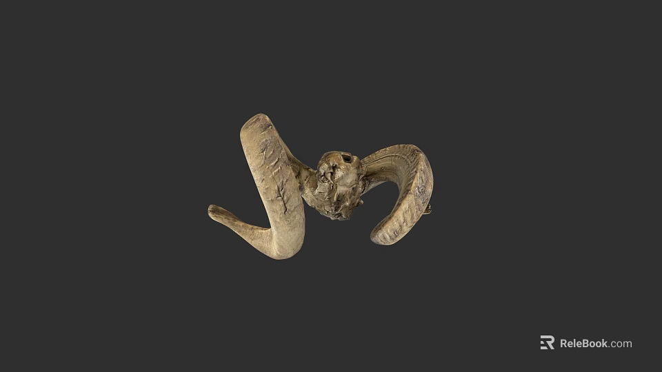 Ram Skull Sculpture With Curved Horns And Detailed Bone Texture On Dark Background 3d model 