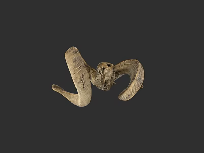 Ram Skull Sculpture With Curved Horns And Detailed Bone Texture On Dark Background 3d model