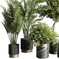 Bonsai Potted Plants With Various Greenery In Decorative Black Gray Containers 3d model