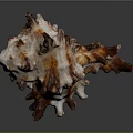 Close Up View Of Marine Organ With Hair Like Fibrous Textures And Details