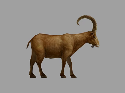 Brown Mountain Goat With Large Curved Horns Standing On Gray Background 3d model