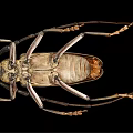 Longhorn Beetle With Long Antennae Brown Body And Detailed Legs On Black Background