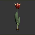 Red and Yellow Tulip Plant with Green Leaves and Root Base on Gray Background