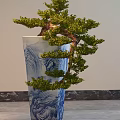 Bonsai Plant With Curved Branches And Lush Green Foliage In Blue And White Ceramic Pot