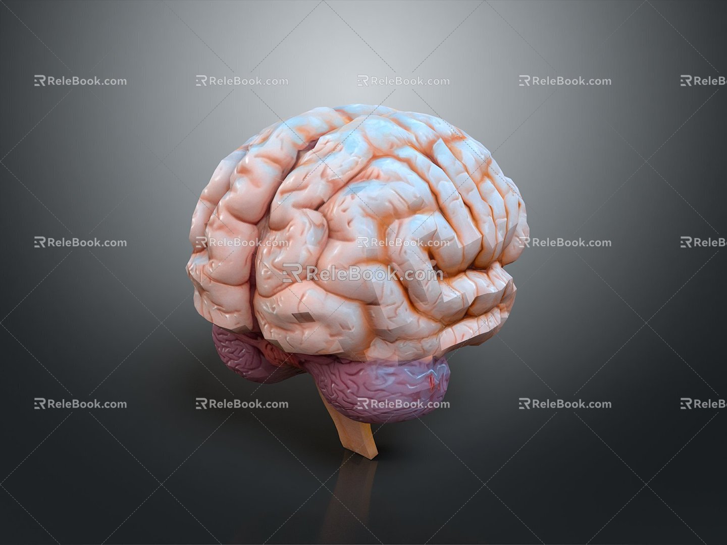 head structure head structure brain structure human head structure human facial tissue human facial muscle tissue model