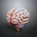 head structure head structure brain structure human head structure human facial tissue human facial muscle tissue 3d model