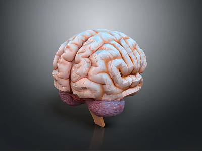 Medical Device Brain Anatomical Model with Detailed Structure for Education and Research 3d model