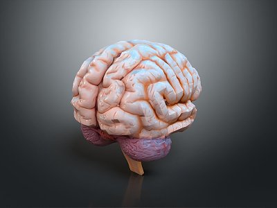 head structure head structure brain structure human head structure human facial tissue human facial muscle tissue 3d model