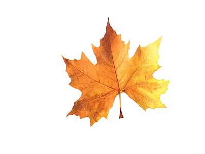 Beautiful Vibrant Orange Autumn Maple Leaf Isolated on White Background 3d model