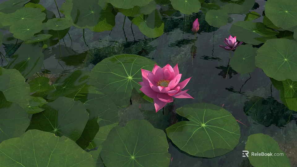 Blooming Pink Lotus Flowers with Fresh Green Leaves on Water Surface 3d model 