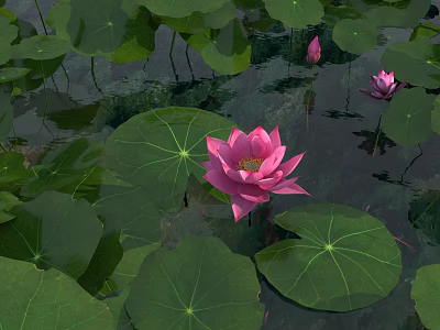 Blooming Pink Lotus Flowers with Fresh Green Leaves on Water Surface 3d model